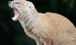 皮毛 在线观看 下载,揭秘动物世界中的神秘外衣